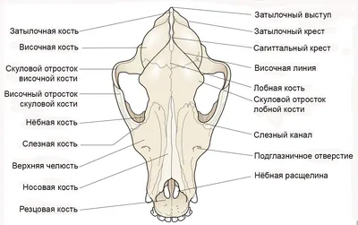 Челюсть собаки на фото: скачать в формате png