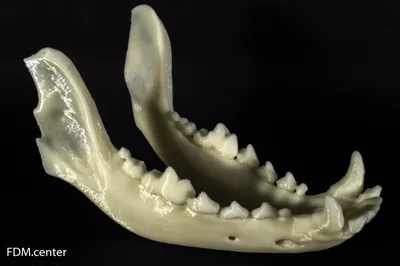 Впечатляющие изображения челюсти собаки