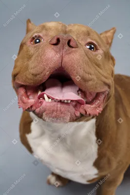 Фото челюсти собаки: великолепные кадры с выразительным фоном