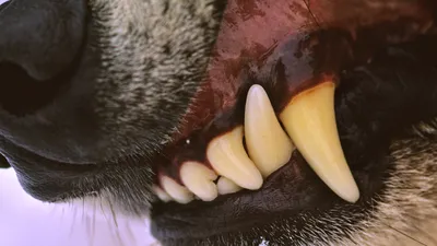 Фотографии челюсти собаки: захватывающие моменты, запечатленные камерой