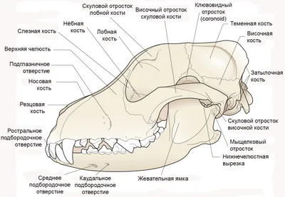 Челюсть собаки на фото: выберите размер и формат