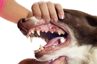 Фото челюсти собаки: погрузитесь в мир собачьих зубов