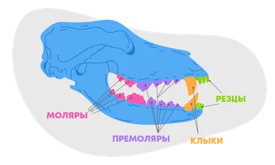 Чудо природы на фото: челюсть собаки во всей красе