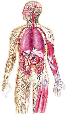 Человек и его органы фото