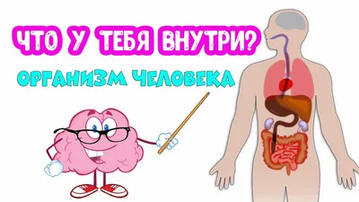 Человек изнутри фото