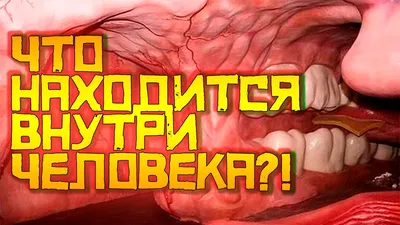 Книга Тело человека (серия Как это устроено) Маврикис Питер - купить,  читать онлайн отзывы и рецензии | ISBN 978-5-699-82154-9 | Эксмо