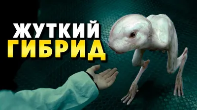 Пять отрывков фильма \"Химера\"