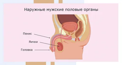 Человек с мужскими и женскими органами фото фотографии