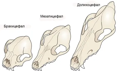 Картинка Череп собаки: загадочное взгляд животного