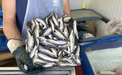 Для здоровья – только черноморская рыба: где в Севастополе купить местный  улов - KP.RU
