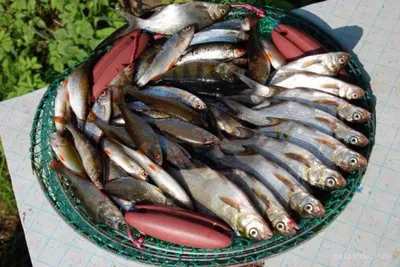 Рыбы обитающие в черном море - 65 фото