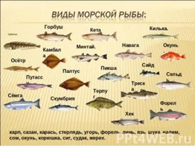 Морская Рыба После Рыбалки И Поймали В Ночное Время, Свежая Рыба Барракуды.  Фотография, картинки, изображения и сток-фотография без роялти. Image  54765827