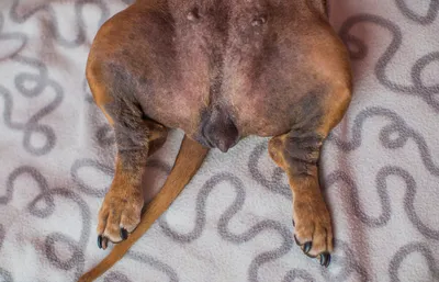 Черный акантоз у собак: фото и картинки собак с чёрной шерстью