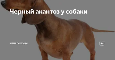 Черный акантоз у собак: фото гладкошерстных собак