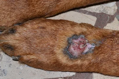 Черный акантоз у собак: фото и картинки для использования в обоях