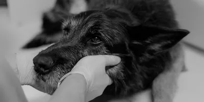 Черный акантоз у собак: фото и картинки собак по разным породам