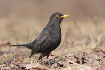Крупная черная птица с желтым клювом - 66 фото