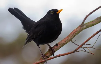 Дрозд чёрный (Turdus merula)