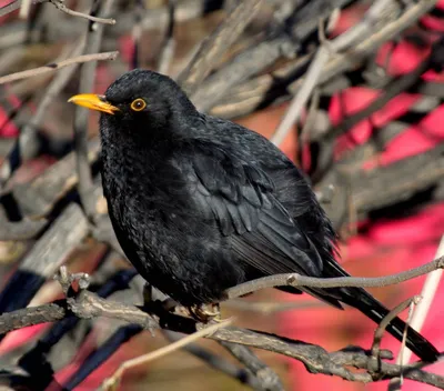 Черный дрозд (Turdus merula). Птицы Казахстана.