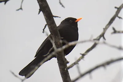 Чёрный дрозд (Turdus merula). Птицы Сибири.