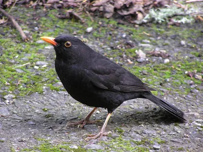 Файл:Blackbird (male).jpg — Википедия