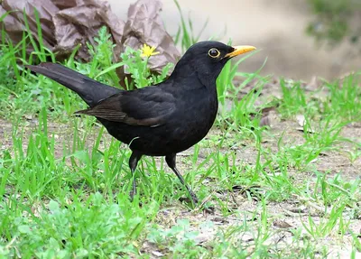 Птица певчая, черный дрозд