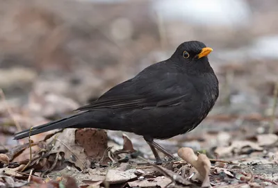 Фотокаталог птиц: Чёрный дрозд (Turdus merula)