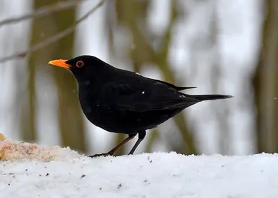 Чёрный дрозд (Turdus merula). Птицы Европейской России.