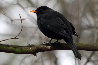 Чёрный дрозд (Turdus merula). Птицы Европейской России.