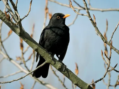 Чёрный дрозд - eBird