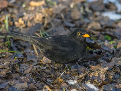 Дрозд чёрный. / Дрозд чёрный (лат Turdus merula) — птица рода дрозды,  семейства дроздовые Крупный дрозд, в длину достигающий 26 сантиметров,  весит 80—125 граммов