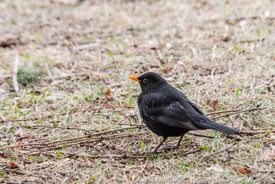 Чёрный дрозд (Turdus merula). Птицы Европейской России.