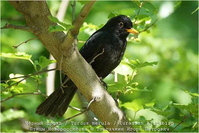 Blackbird. Bird.Animal. Nature. Птица. Природа. Животные. Черный дрозд.  Дрозд. Обои. Картинка. Wallpaper. | Чёрный дрозд, Дрозд, Животные
