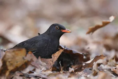 ФотоБлог Торгачкин Игорь Петрович © Igor Torgachkin: Чёрный дрозд / Turdus  merula / Eurasian Blackbird