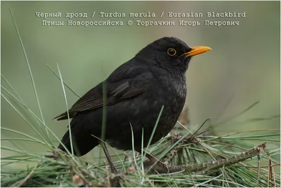 Чёрный дрозд (Turdus merula). Птицы Европейской России.