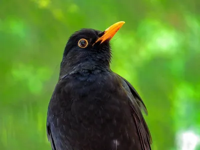 Чёрный дрозд (Turdus merula). Птицы Беларуси.