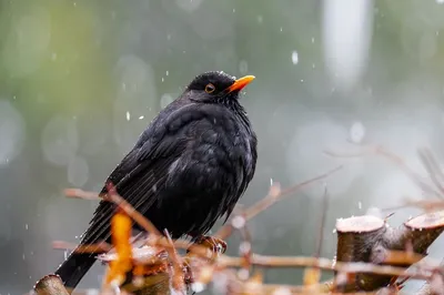 Чёрный дрозд Turdus merula поёт / Song of Blackbird - YouTube