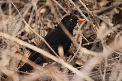 Чёрный дрозд (Turdus merula). Птицы Европейской России.