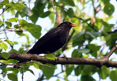 Черный дрозд, Turdus merula, Blackbird | Москва, Битца | Oleg Nabrovenkov |  Flickr