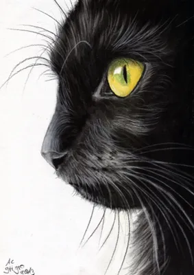 Чёрный кот | Пикабу