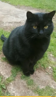 Black cat. Чёрный кот. PNG. | Gatinhos, Animais, Gatos