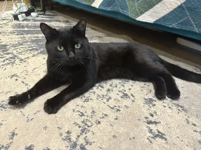 Чёрный кот с бокалом - постер - купить в интернет-магазине