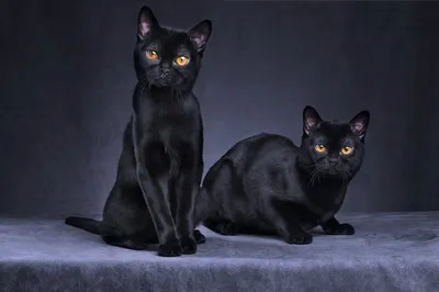 Черный кот рисунок карандашом - 68 фото