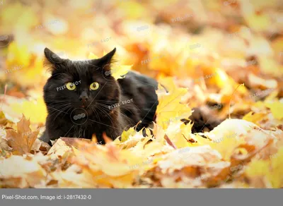 Красивый черный кот | Премиум Фото