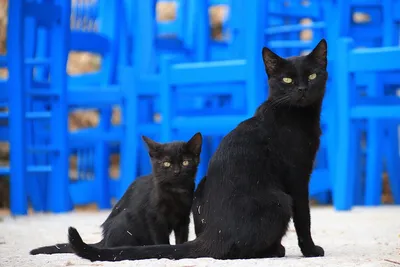 Картина по номерам Черный кот 40х50 см Hobby Home - купить с доставкой по  выгодным ценам в интернет-магазине OZON (229967854)