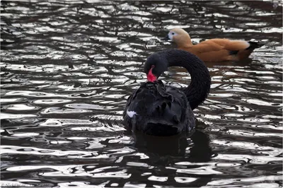 черный лебедь стоковое изображение. изображение насчитывающей птиц -  20094407