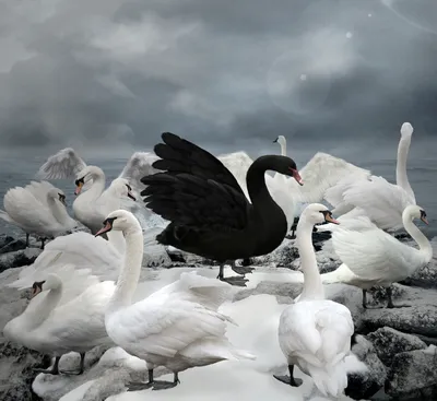 Черный лебедь пара 3 года – цена, купить в Москве на сайте птицеводческого  хозяйства «Орловский дворик»