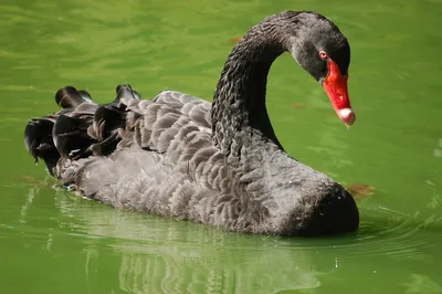 Чёрный лебедь Bird Ducks Le Cygne Яндекс, птица, животные, птица, cygnini  png | Klipartz