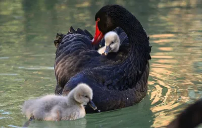 Бесплатное изображение: красивые, черный, Лебедь, птица, водные птицы,  Природа, Дикая природа, вода