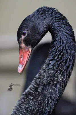 Черный Лебедь Птица - Бесплатное фото на Pixabay - Pixabay